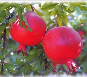 آموزش کاشت انار