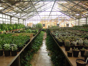 آشنایی با پرورش گل گلخانه ای