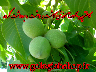 مجموعه آموزشی کاشت، داشت و برداشت گردو