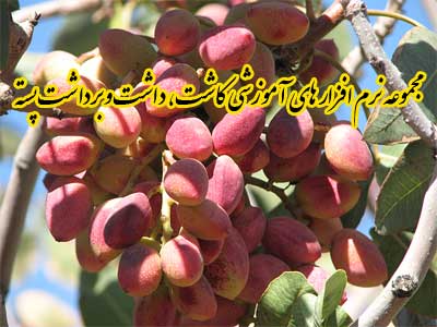 مجموعه نرم افزارهای آموزشی کاشت، داشت و برداشت پسته