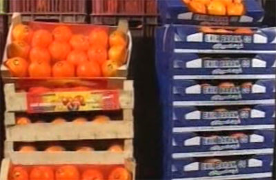 فیلم آموزشی برداشت، نگهداری، درجه بندی و بسته بندی مرکبات