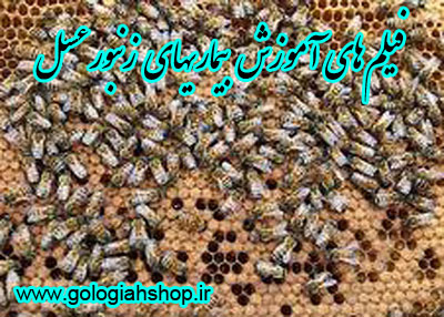 فیلم های آموزش بیماریهای زنبور عسل