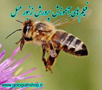 فیلم های آموزش پرورش زنبور عسل