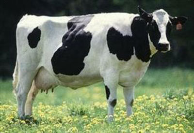 فیلم آموزش پرورش گوساله شیری, گوساله شیری, پرورش گوساله شیری, نگهداری گوساله شیری, شیر دهی گوساله شیری, زایمان, مراحل جوانی گوساله