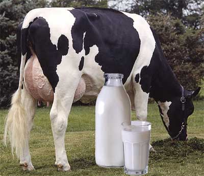 کیفیت شیر, بهداشت شیر, فیلم های آموزشی بهبود کیفیت و بهداشت شیر, کاهش بار میکروبی شیر, جایگاه شیر دوشی, جمع آوری شیر ,CNT, بیماری ورم پستان گاو, میکروب مزوفیل
