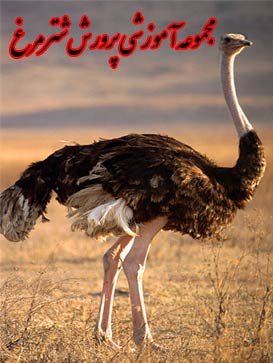 مجموعه آموزشی پرورش شترمرغ