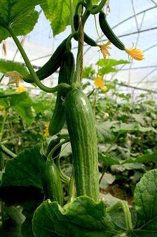 آموزش پرورش خیار گلخانه ای