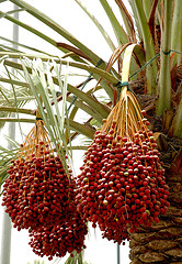 آموزش کاشت خرما و زردآلو