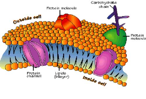 اجزاء سلول گیاهی و وظايف آنها
