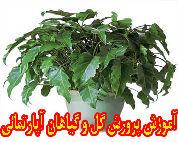 نرم افزار آموزشی پرورش و نگهداری گل و گیاهان آپارتمانی