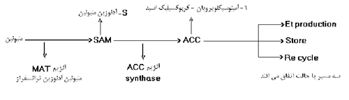 فیزیولوژی پس از برداشت