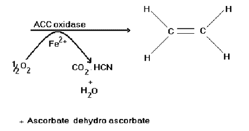 فیزیولوژی پس از برداشت