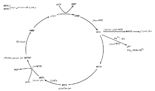 فیزیولوژی پس از برداشت