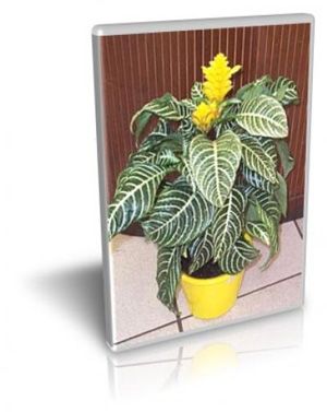 آموزش پرورش گلهای زینتی