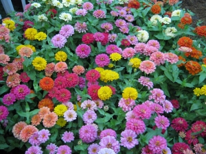 دهمین نمایشگاه گل و گیاه محلات