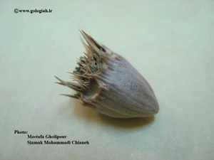 عکس هایی از کنگر