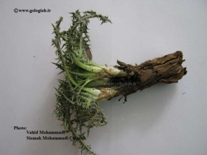 عکس هایی از کنگر