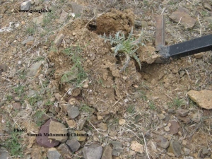 عکس هایی از کنگر