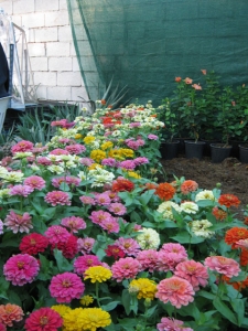 دهمین نمایشگاه گل و گیاه محلات