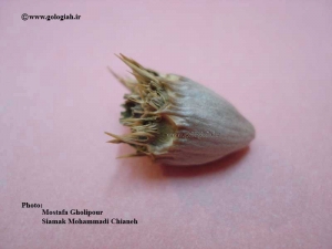 عکس هایی از کنگر