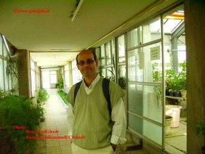 عکس هایی از کنگر