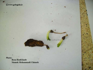 عکس هایی از کنگر