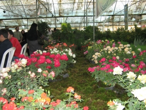 دهمین نمایشگاه گل و گیاه محلات