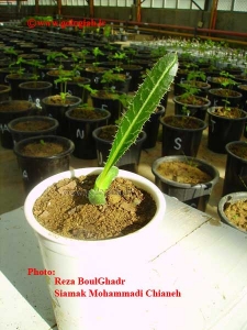 عکس هایی از کنگر