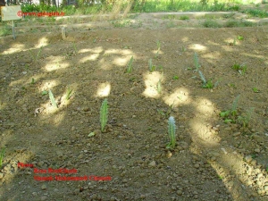 عکس هایی از کنگر