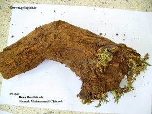 عکس هایی از کنگر