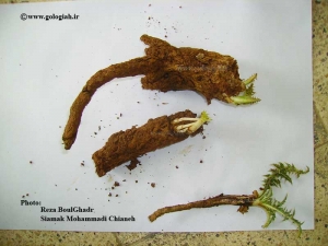 عکس هایی از کنگر