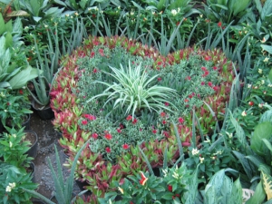 دهمین نمایشگاه گل و گیاه محلات