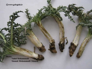 عکس هایی از کنگر