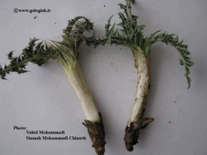 عکس هایی از کنگر