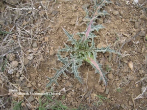 عکس هایی از کنگر