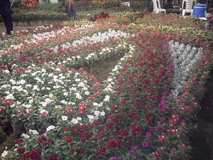 یازدهمین نمایشگاه گل و گیاه محلات