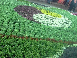 یازدهمین نمایشگاه گل و گیاه محلات