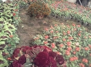 یازدهمین نمایشگاه گل و گیاه محلات