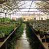 فیلم آشنایی با پرورش گل گلخانه ای, پرورش گل گلخانه ای, کاشت گل گلخانه ای, کشت گل گلخانه ای, کاشت ژربرا, کاشت آنتوریوم, پرورش ژربرا, پرورش آنتوریوم