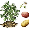 راهنمای زراعت سیب زمینی