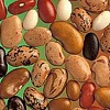 کاشت لوبیا, کشت لوبیا, مشخصات عمومی لوبیا, ارقام لوبیا, بذرشناسی لوبیا, آبیاری لوبیا, علف های هرز لوبیا, آفات لوبیا, بیماری ها ی لوبیا, کود دهی لوبیا, تغذیه گیاهی لوبیا, به زراعی لوبیا, برداشت لوبیا, پس از برداشت لوبیا, داشت لوبیا, فراوری لوبیا, محصولات لوبیا, فیلم لوبیا, فیلم آموزشی لوبیا, نرم افزار آموزشی لوبیا