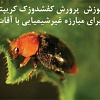 cryptolaemus montrouzieri , کفشدوزک کریپتولموس, پرورش کفشدوزک کریپتولموس, سوسک کریپتولموس, شپشک آردآلود, کنه قرمز, شته سیاه, حشره های مفید, مدیریت تلفیقی, مبارزه بیولوژیک, مبارزه غیرشیمیایی