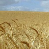 کاشت گندم, کشت گندم, مشخصات عمومی گندم, ارقام گندم, بذرشناسی گندم, آبیاری گندم, علف های هرز گندم, آفات گندم, بیماری ها ی گندم, کود دهی گندم, تغذیه گیاهی گندم, به زراعی گندم, برداشت گندم, پس از برداشت گندم, داشت گندم, برداشت گندم, فراوری گندم, محصولات گندم