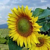 کاشت آفتابگردان, کشت آفتابگردان, داشت آفتابگردان, برداشت آفتابگردان, نرم افزار آفتابگردان, آموزش آفتابگردان, طریقه کاشت آفتابگردان, مشخصات عمومی آفتابگردان, واریته ها ی آفتابگردان, ارقام آفتابگردان, آبیاری آفتابگردان, علف های هرزآفتابگردان, کود آفتابگردان, تغذیه گیاهی آفتابگردان, آفات آفتابگردان, بیماریها ی آفتابگردان