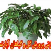 نرم افزار پرورش و نگهداری گل و گلهای آپارتمانی