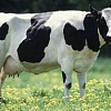فیلم آموزش پرورش گوساله شیری, گوساله شیری, پرورش گوساله شیری, نگهداری گوساله شیری, شیر دهی گوساله شیری, زایمان, مراحل جوانی گوساله