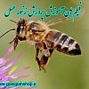 پرورش زنبور عسل, فیلم پرورش زنبور عسل, پرورش ملکه زنبور عسل, تبدیل کندو سنتی به صنعتی, ابزار آلات زنبور داری, ابزارآلات تهیه موم و گرده, تولید ژله رویال, تقویت کلنی های ضعیف