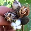 تریپس پنبه, زنجرک سبز پنبه, کنه تار عنکبوتی پنبه, عسلک برگ پنبه, شته پنبه و جالیز, سنک سبز پنبه, کرم غوزه پنبه, مینوز برگ پنبه, کرم سرخ ثانوی, پروانه بید آرد, بیماری های  پنبه, پوسیدگی بذر و مرگ گیاهچه, لکه برگیهای پنبه, پژمردگی ورتیسیلیومی پنبه, پوسیدگی ذغالی ریشه بوته پنبه, پوسیدگی غوزه و آلودگی الیاف پنبه, پوسیدگی داخلی غوزه پنبه, خشکیدگی غوزه های جوان, تغییر رنگ برگ های اولیه در اثر سرما, ابلقی برگ ها