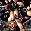 آفات پسته, بیماری های پسته, علف های هرز پسته, سن پسته, شپشک پسته, کنه پسته, شته پسته, علف کش های شیمیایی
