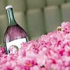 فیلم آموزشی پرورش گل محمدی و تهیه گلاب, گل محمدی, پرورش گل محمدی, گلاب, تهیه گلاب, مرحله برداشت گل محمدی, تهیه گلاب سنتی, تهیه گلاب صنعتی